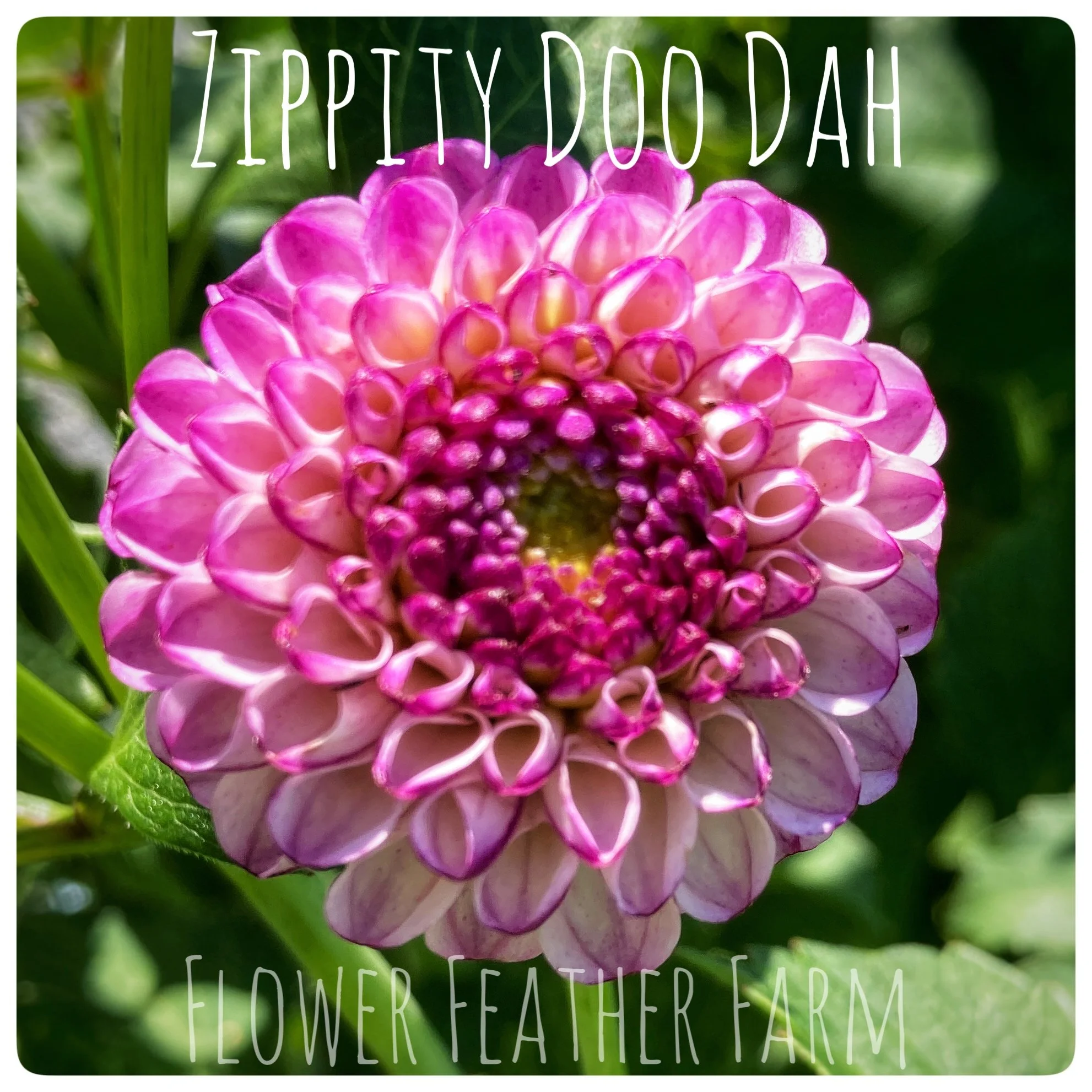 Zippity Do Da Dahlia Tuber Z35 at Flower Feather Farm